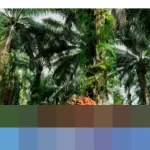 POPSI Peringatkan Kenaikan Pungutan Ekspor dan Mandatori B50 Ancam Petani Sawit Nasional