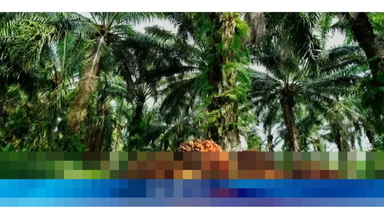 POPSI Peringatkan Kenaikan Pungutan Ekspor dan Mandatori B50 Ancam Petani Sawit Nasional