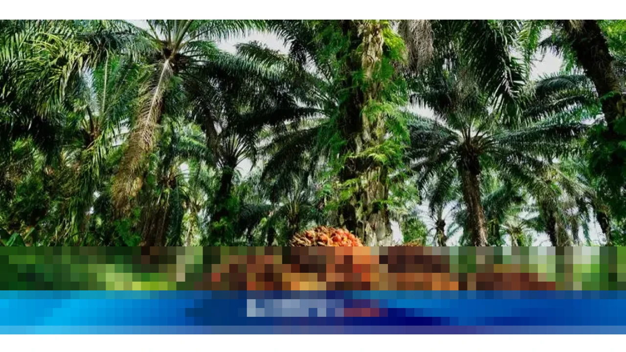 POPSI Peringatkan Kenaikan Pungutan Ekspor dan Mandatori B50 Ancam Petani Sawit Nasional