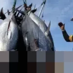 PT Perikanan Indonesia Geber Ekspor 200 Ton Ikan Cakalang ke Thailand, Perluas Jangkauan Pasar Global