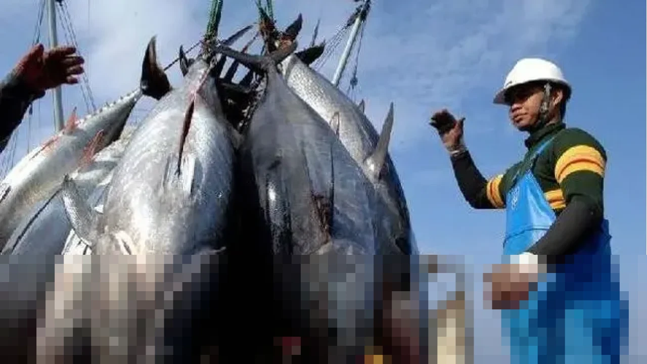 PT Perikanan Indonesia Geber Ekspor 200 Ton Ikan Cakalang ke Thailand, Perluas Jangkauan Pasar Global PT Perikanan Indonesia Geber Ekspor 200 Ton Ikan Cakalang ke Thailand, Perluas Jangkauan Pasar Global