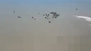 Puluhan Tahun Terbuang Sia-sia, Limbah Timah Indonesia Simpan Logam Tanah Jarang Bernilai Fantastis