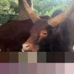 Ragunan Sambut Sepasang Watusi Afrika, Hasil Barter Kapibara Jadi Magnet Pengunjung Libur Nataru