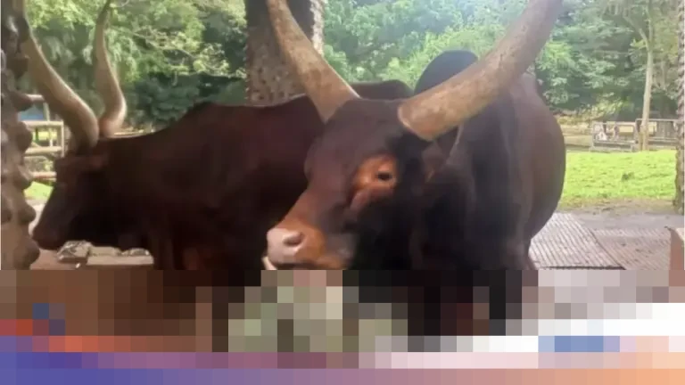 Ragunan Sambut Sepasang Watusi Afrika, Hasil Barter Kapibara Jadi Magnet Pengunjung Libur Nataru