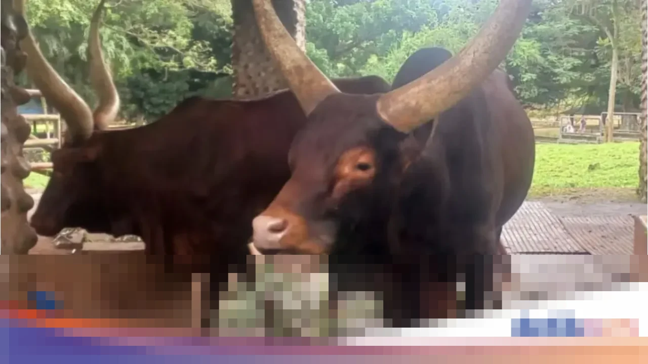 Ragunan Sambut Sepasang Watusi Afrika, Hasil Barter Kapibara Jadi Magnet Pengunjung Libur Nataru Ragunan Sambut Sepasang Watusi Afrika, Hasil Barter Kapibara Jadi Magnet Pengunjung Libur Nataru