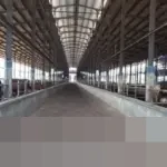 Raksasa Pangan Korea Daesang Holdings Dikabarkan Incar Akuisisi Emiten Protein Indonesia PT Estika Tata Tiara (BEEF)