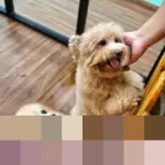 Rasulullah SAW: “Pahala Berkurang Satu Qirath bagi Muslim Pelihara Anjing Tanpa Alasan Syar’i”