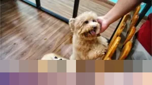 Rasulullah SAW: “Pahala Berkurang Satu Qirath bagi Muslim Pelihara Anjing Tanpa Alasan Syar’i”