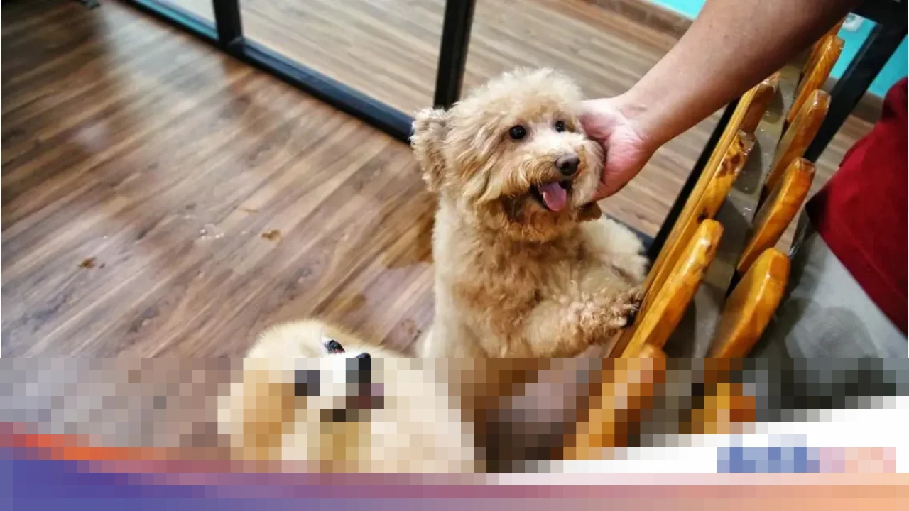 Rasulullah SAW: “Pahala Berkurang Satu Qirath bagi Muslim Pelihara Anjing Tanpa Alasan Syar’i”