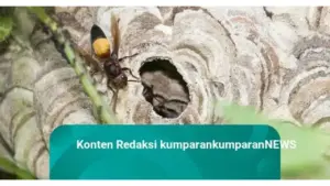 Ribuan Tawon Serbu Jembatan Cisomang Tol Cipularang, Petugas Pastikan Tak Ganggu Lalu Lintas