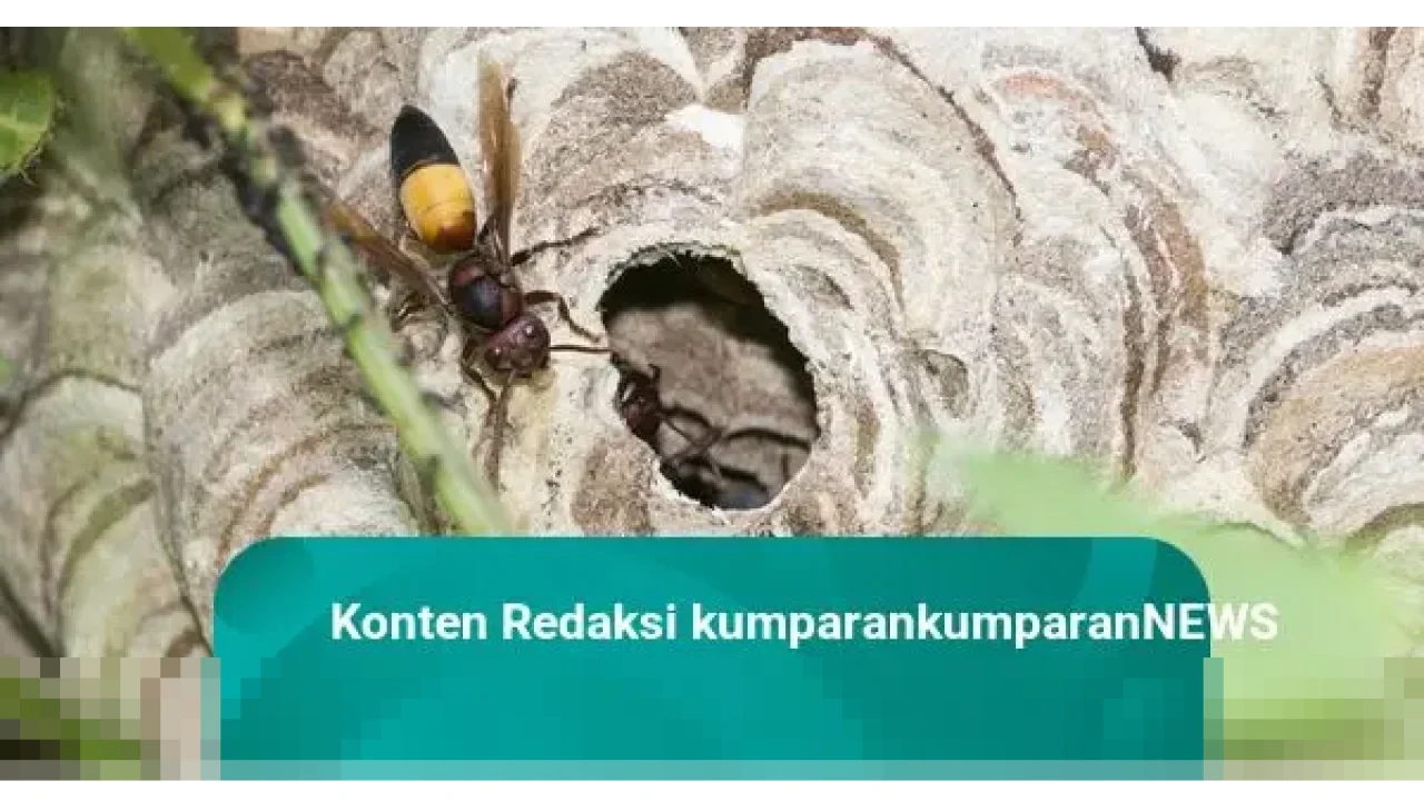 Ribuan Tawon Serbu Jembatan Cisomang Tol Cipularang, Petugas Pastikan Tak Ganggu Lalu Lintas