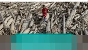 Saan Mustopa: “Kepala Daerah Bingung Status Kayu Gelondongan Pascabanjir Sumatera”