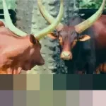 Sambut Tahun Baru 2026, Taman Margasatwa Ragunan Hadirkan Sepasang Watusi Afrika