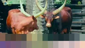 Sambut Tahun Baru 2026, Taman Margasatwa Ragunan Hadirkan Sepasang Watusi Afrika