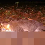 Setelah Tiga Dekade Menghilang, Kucing Berkepala Pipih Langka Kembali Terdeteksi di Hutan Konservasi Thailand