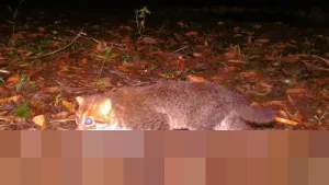 Setelah Tiga Dekade Menghilang, Kucing Berkepala Pipih Langka Kembali Terdeteksi di Hutan Konservasi Thailand