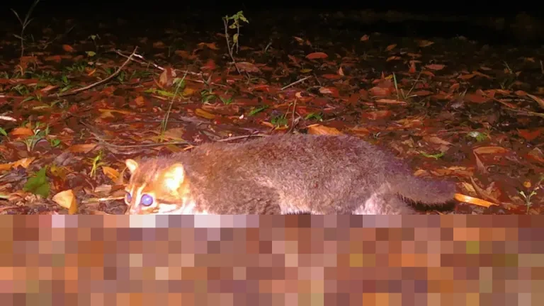 Setelah Tiga Dekade Menghilang, Kucing Berkepala Pipih Langka Kembali Terdeteksi di Hutan Konservasi Thailand