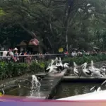 Taman Margasatwa Ragunan Pastikan Tetap Beroperasi Penuh Selama Libur Natal dan Tahun Baru 2025/2026
