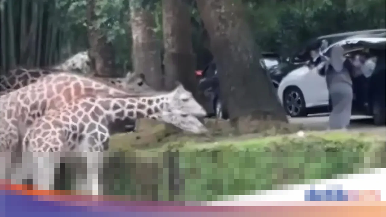 Taman Safari Indonesia Sesalkan Aksi Pengunjung Keluar Mobil di Area Satwa, Sebut Langgar Aturan Keselamatan