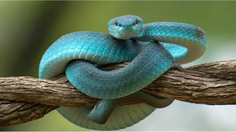 Teknologi ‘Snake Vision’ Hadirkan Gambar Termal 4K, Ubah Cara Pandang di Kegelapan Total