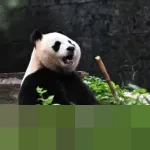 Tiongkok Buka Pusat Riset Panda Raksasa Baru di Sichuan, Integrasikan Teknologi dan Konservasi