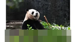 Tiongkok Buka Pusat Riset Panda Raksasa Baru di Sichuan, Integrasikan Teknologi dan Konservasi