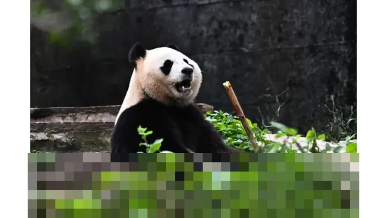 Tiongkok Buka Pusat Riset Panda Raksasa Baru di Sichuan, Integrasikan Teknologi dan Konservasi