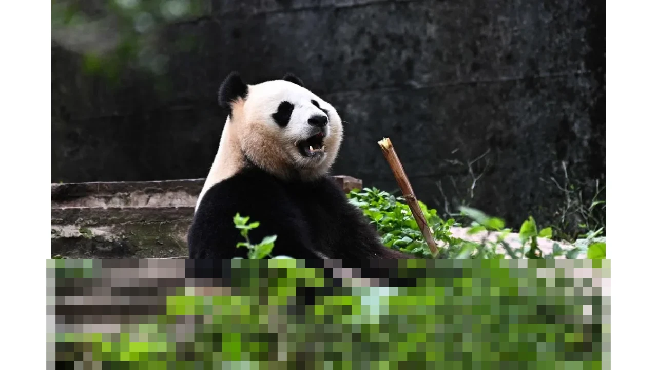 Tiongkok Buka Pusat Riset Panda Raksasa Baru di Sichuan, Integrasikan Teknologi dan Konservasi