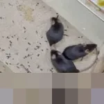 Tiongkok Umumkan Nama Empat Tikus Astronot Misi Shenzhou-21 Hasil Partisipasi Publik