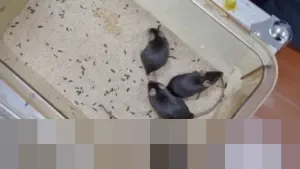 Tiongkok Umumkan Nama Empat Tikus Astronot Misi Shenzhou-21 Hasil Partisipasi Publik