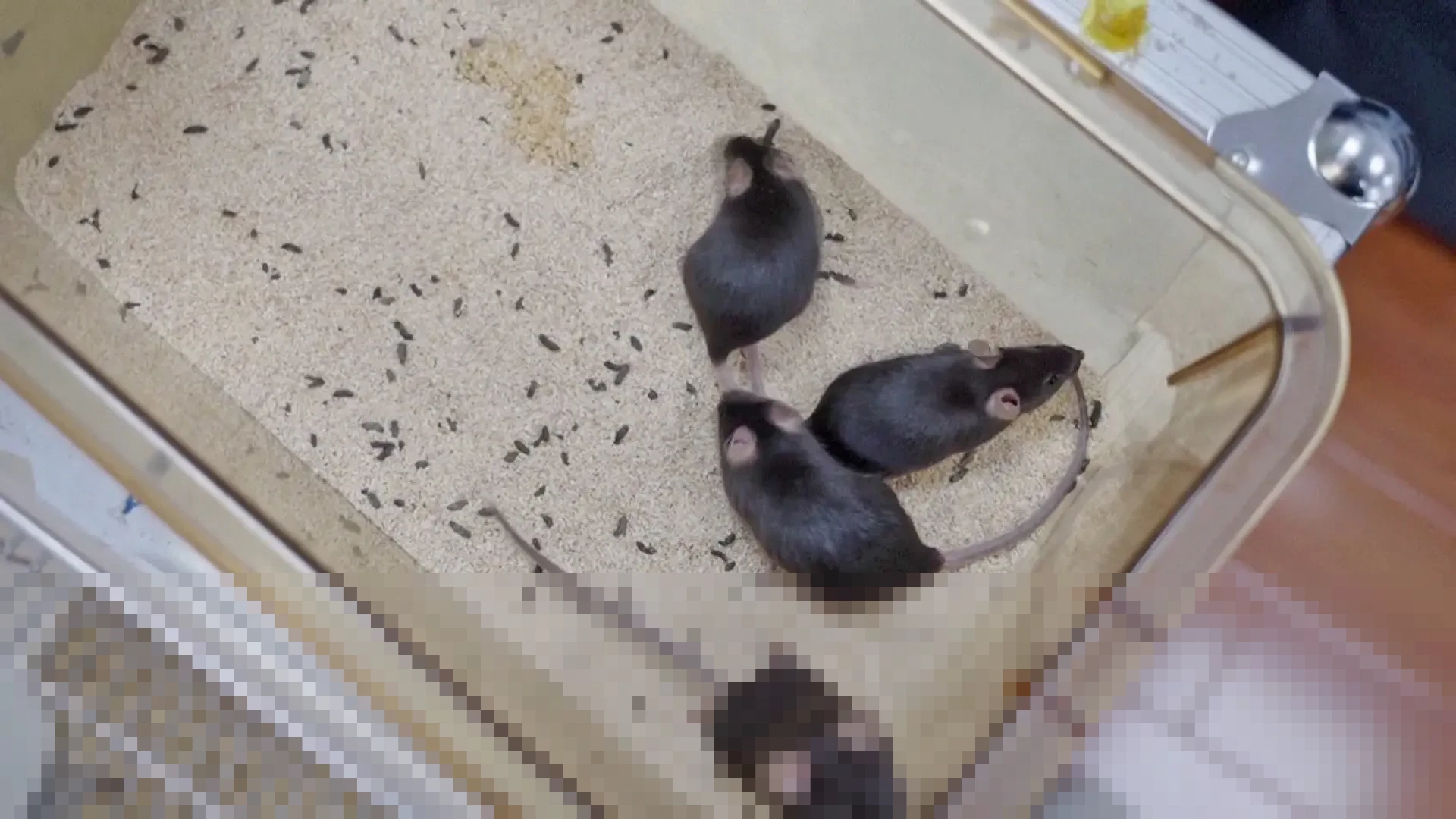 Tiongkok Umumkan Nama Empat Tikus Astronot Misi Shenzhou-21 Hasil Partisipasi Publik