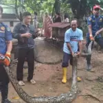 Ular Sanca Raksasa 4 Meter Gegerkan Warga Depok Usai Mangsa Bebek Ternak