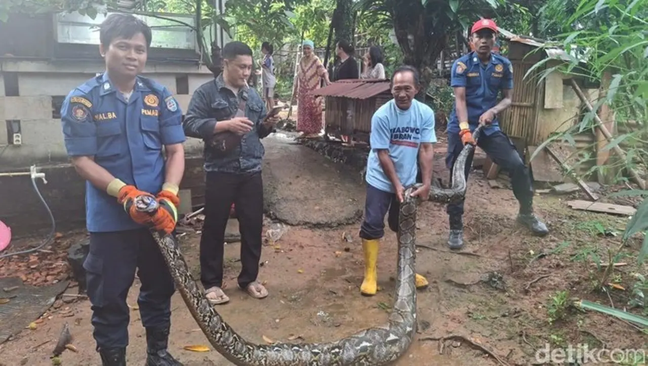 Ular Sanca Raksasa 4 Meter Gegerkan Warga Depok Usai Mangsa Bebek Ternak