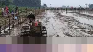 Uniknya ‘Kerapan Sapi Jepang’ di Probolinggo: Balap Traktor Modern Sambut Musim Tanam