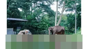 Wali Kota Bandung Muhammad Farhan Tegaskan Kebun Binatang Bandung Tetap Jadi RTH Kota