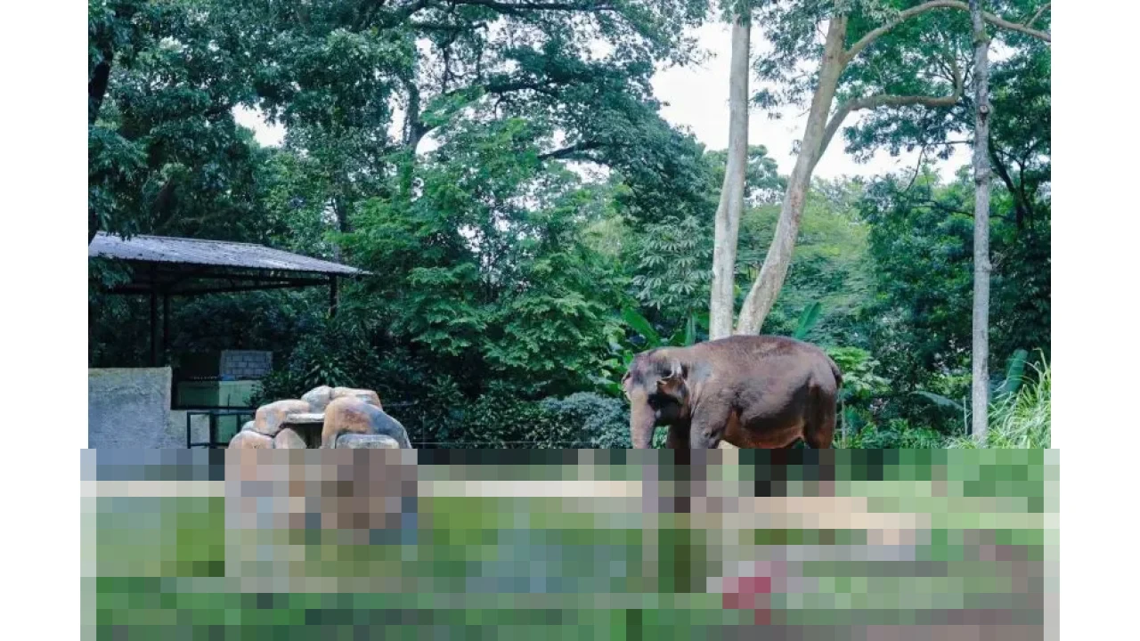 Wali Kota Bandung Muhammad Farhan Tegaskan Kebun Binatang Bandung Tetap Jadi RTH Kota