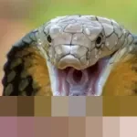 Warga Tasikmalaya Geger Duel King Kobra dan Sanca di Sawah, Damkar Turun Tangan Evakuasi