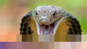 Warga Tasikmalaya Geger Duel King Kobra dan Sanca di Sawah, Damkar Turun Tangan Evakuasi