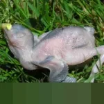 22 Tewas dalam Sepekan, Tentara Suriah Klaim Hancurkan Gudang Senjata SDF di Aleppo