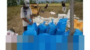 Ahmad Rizal Ramdhani: “Ini Top Perform-nya Bulog,” Serapan Gabah 2025 Tertinggi Sepanjang Sejarah