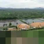 ANJT Hentikan Operasional Tiga Anak Usaha, Lepas Bisnis Edamame dan Sagu Efektif 31 Desember 2025