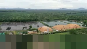 ANJT Hentikan Operasional Tiga Anak Usaha, Lepas Bisnis Edamame dan Sagu Efektif 31 Desember 2025