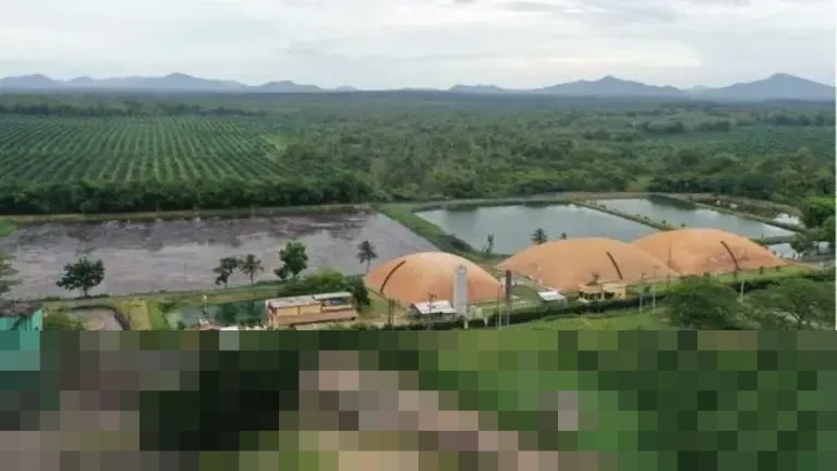 ANJT Hentikan Operasional Tiga Anak Usaha, Lepas Bisnis Edamame dan Sagu Efektif 31 Desember 2025