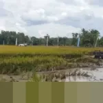 Banyuasin Resmi Jadi Penghasil Beras Nomor Satu Nasional Awal 2026, Presiden Beri Penghargaan