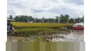 Banyuasin Resmi Jadi Penghasil Beras Nomor Satu Nasional Awal 2026, Presiden Beri Penghargaan