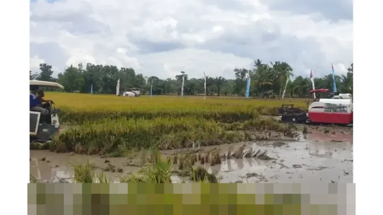 Banyuasin Resmi Jadi Penghasil Beras Nomor Satu Nasional Awal 2026, Presiden Beri Penghargaan