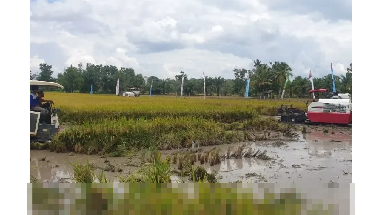 Banyuasin Resmi Jadi Penghasil Beras Nomor Satu Nasional Awal 2026, Presiden Beri Penghargaan