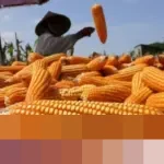 Bapanas Pastikan Indonesia Siap Ekspor 52,9 Ribu Ton Jagung pada 2026 Setelah Swasembada