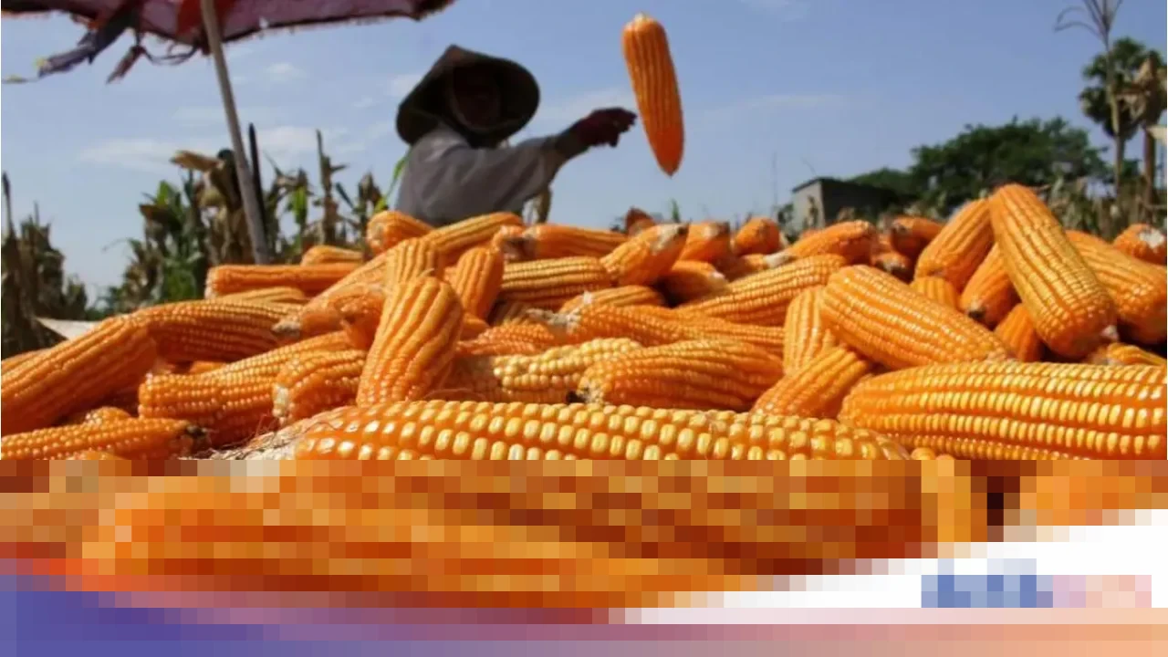 Bapanas Pastikan Indonesia Siap Ekspor 52,9 Ribu Ton Jagung pada 2026 Setelah Swasembada