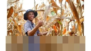 Bapanas Tegaskan Stok Jagung Nasional Aman dan Cukupi Kebutuhan, Impor Ditiadakan Sepanjang 2026